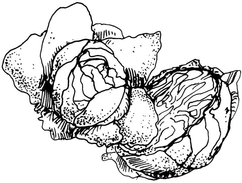 cabbage