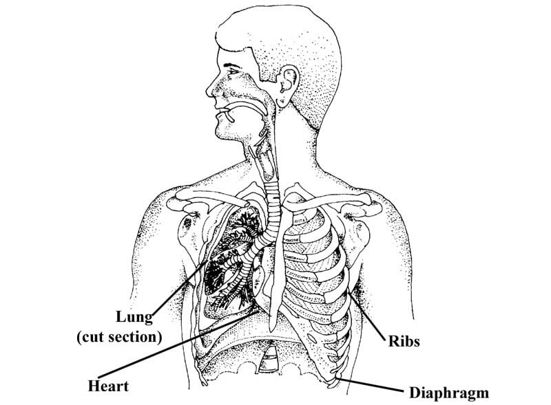 lungs configuration