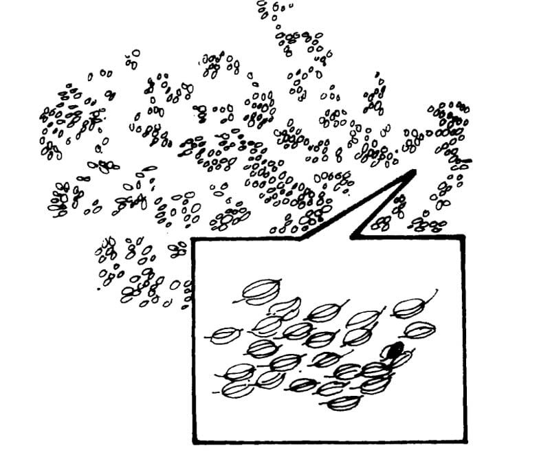 seeds