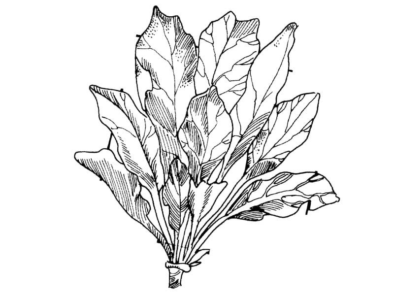spinach