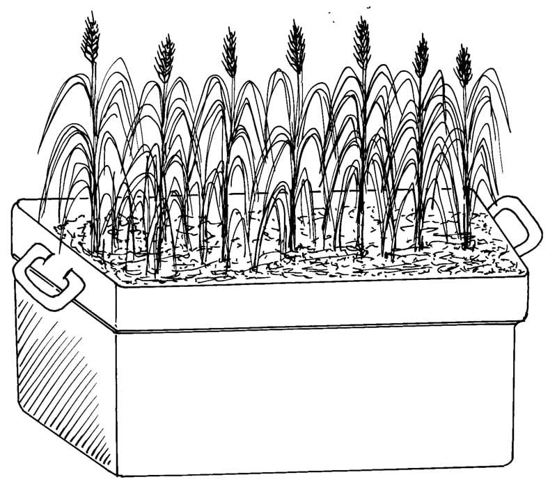 wheat plant in pot