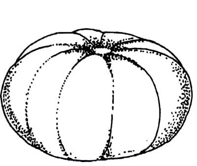 muskmelon