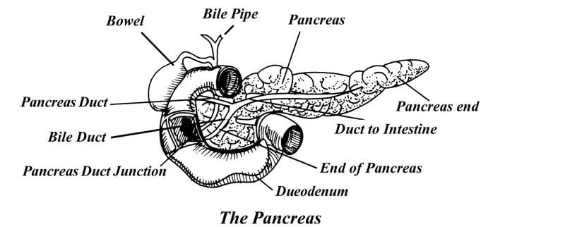 pancreas diagram