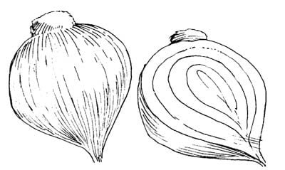 onions
