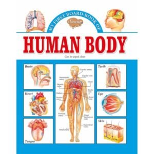 Human Body