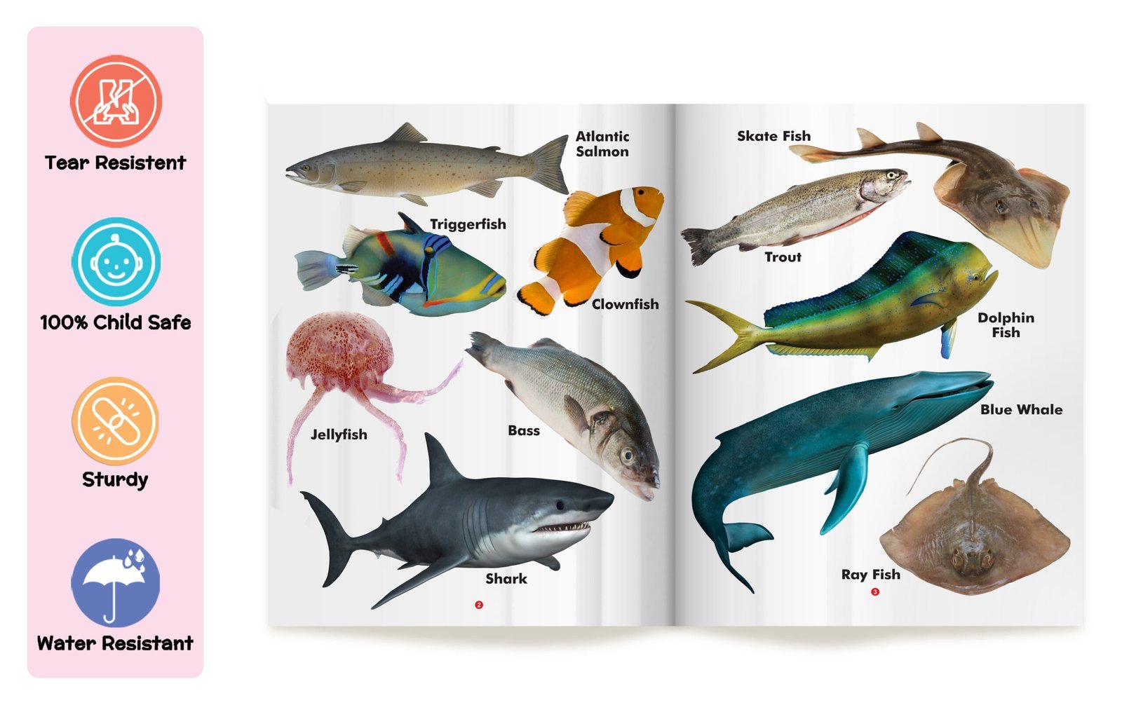My First Book of Fish | My First Book (Can be Wiped Clean) - Image 3