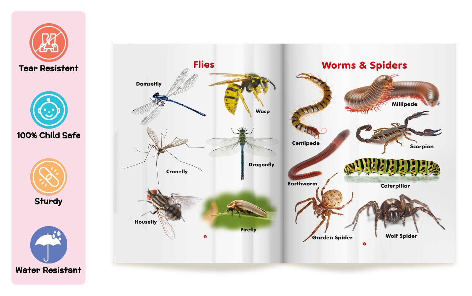 My First Book of Insects | My First Book (Can be Wiped Clean) - Image 3
