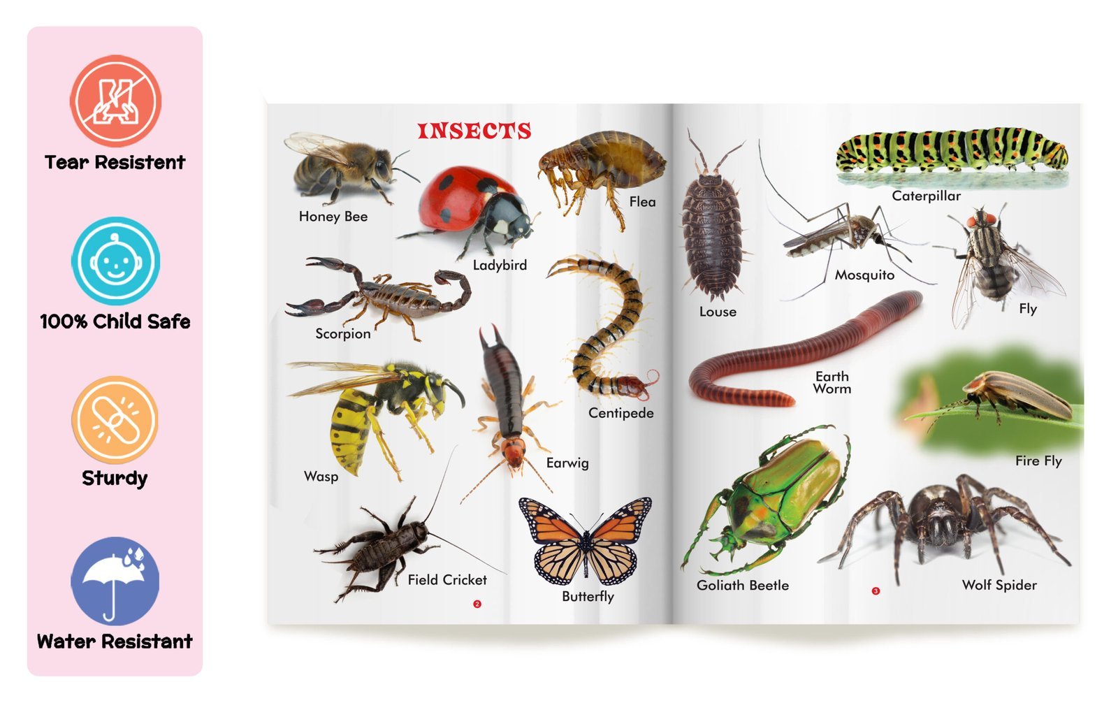 My First Book of Amphibians and Reptiles | My First Book (Can be Wiped Clean) - Image 3