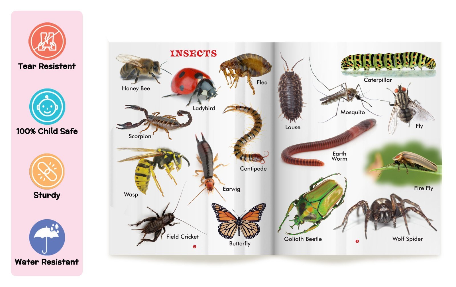 My First Book of Amphibians and Reptiles | My First Book (Can be Wiped Clean) - Image 3