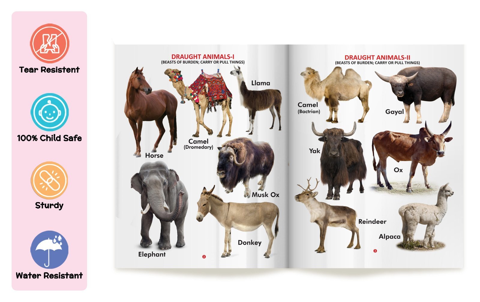 My First Book of Domestic Animals | My First Book (Can be Wiped Clean) - Image 3