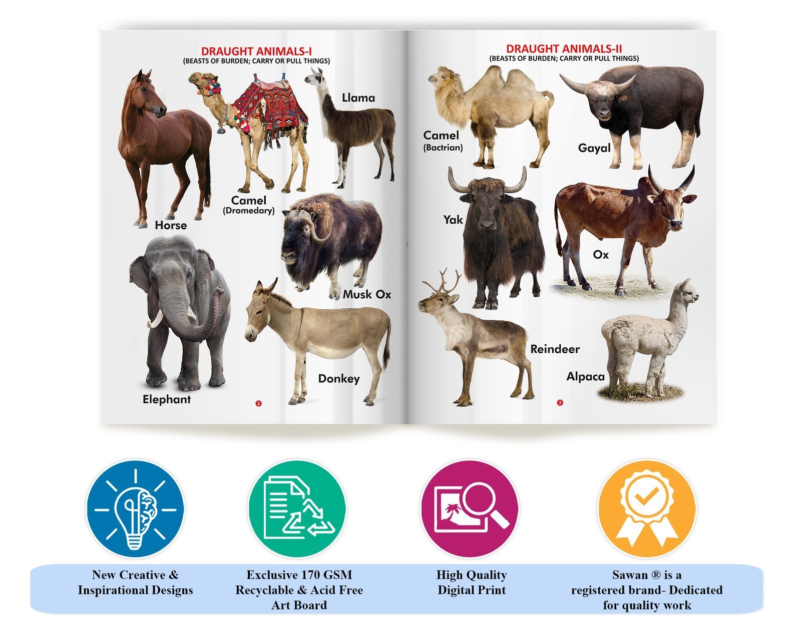 My First Book of Domestic Animals | My First Book (Can be Wiped Clean) - Image 7